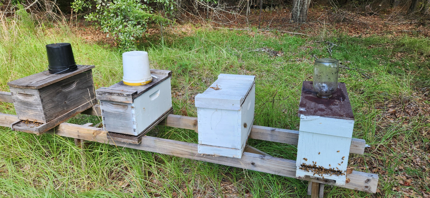 Spring 2025 5 frame nuc honey bee colony